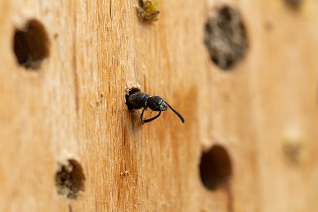 Free download wasp insects yellow nature animals free picture to be edited with GIMP free online image editor