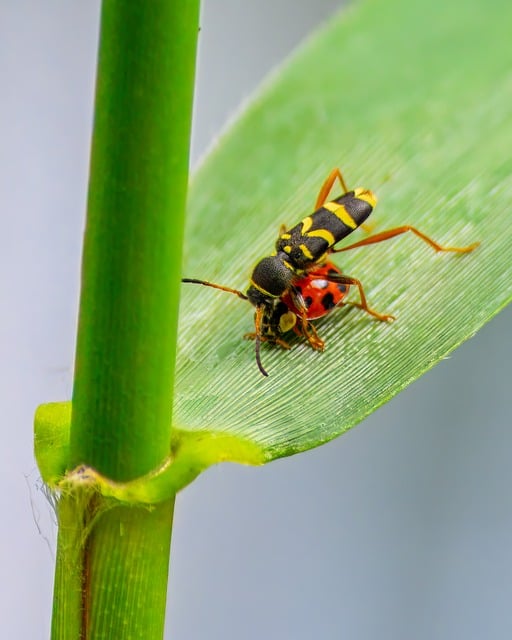 Free download wasp ladybug insect close up free picture to be edited with GIMP free online image editor