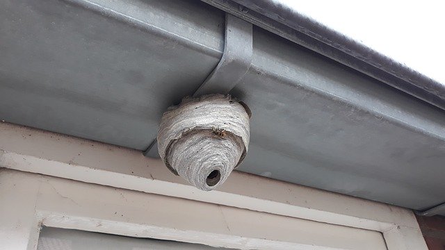 Free download Wasp Nest There -  free photo or picture to be edited with GIMP online image editor