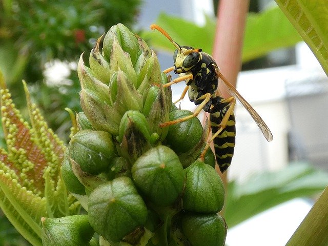 Free download Wasp Plant -  free photo or picture to be edited with GIMP online image editor