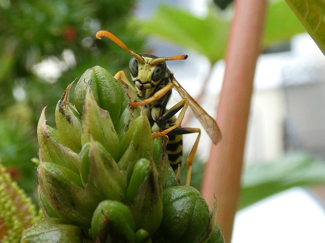 Descărcare gratuită Wasp Plant Green - fotografie sau imagini gratuite pentru a fi editate cu editorul de imagini online GIMP
