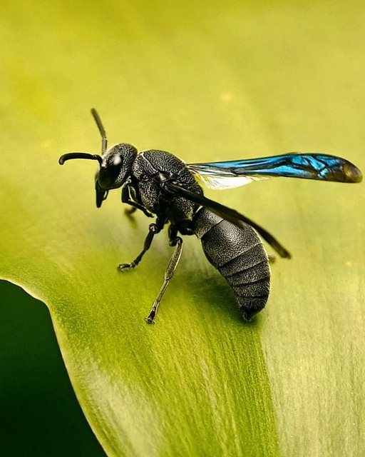 Free download wasp plants insect tropical free picture to be edited with GIMP free online image editor