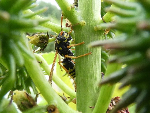 Muat turun percuma Wasp Plant Wonder Tree - foto atau gambar percuma untuk diedit dengan editor imej dalam talian GIMP