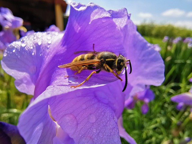 Téléchargement gratuit de Wasp Resting On A Lilly And - photo ou image gratuite à éditer avec l'éditeur d'images en ligne GIMP