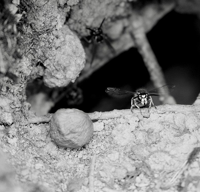 Free download Wasps Bug Nature Close Up Wild -  free photo or picture to be edited with GIMP online image editor