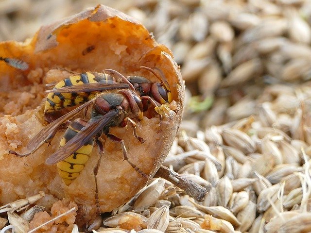 Free download Wasps Insect Animal World -  free photo or picture to be edited with GIMP online image editor