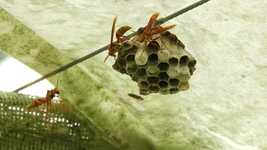 Free download Wasps Nature Macro -  free video to be edited with OpenShot online video editor