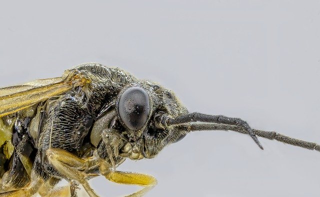 Téléchargement gratuit de Wasp Solitary Tiny - photo ou image gratuite à modifier avec l'éditeur d'images en ligne GIMP