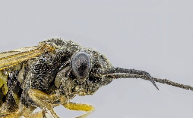 Bezpłatne pobieranie Wasp Solitary Tiny - bezpłatne zdjęcie lub obraz do edycji za pomocą internetowego edytora obrazów GIMP