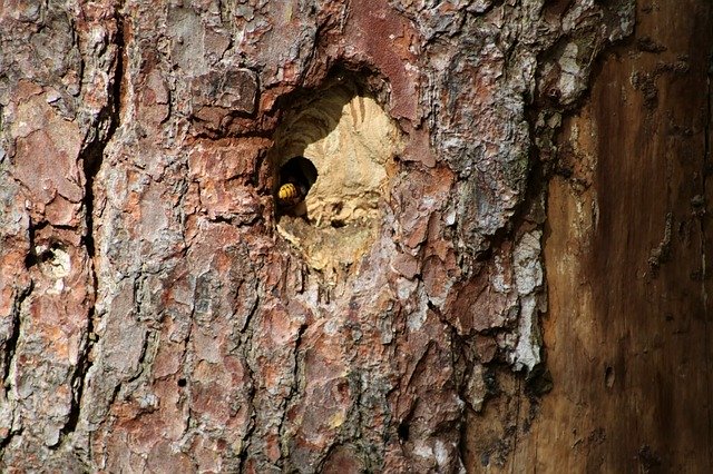 Muat turun percuma Wasps On The Tree Hollow Nest - foto atau gambar percuma untuk diedit dengan editor imej dalam talian GIMP