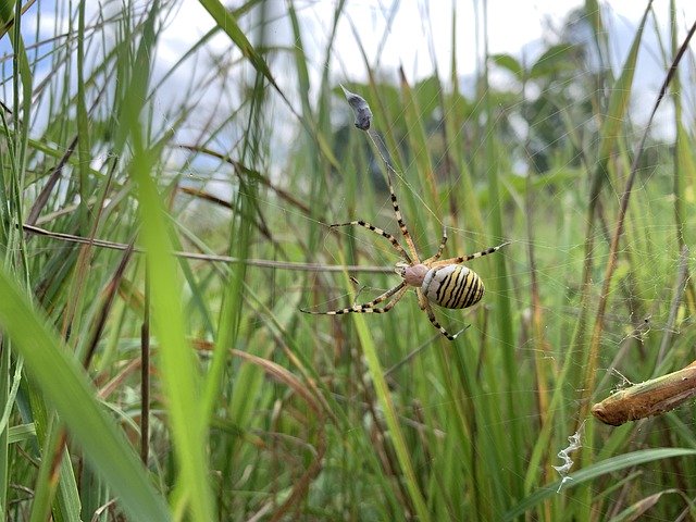 Free download Wasp Spider Meadow -  free photo or picture to be edited with GIMP online image editor