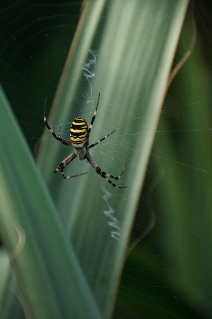 Free download Wasp Spider Tiger -  free photo or picture to be edited with GIMP online image editor