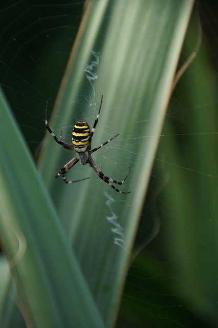 Unduh gratis Wasp Spider Tiger - foto atau gambar gratis untuk diedit dengan editor gambar online GIMP