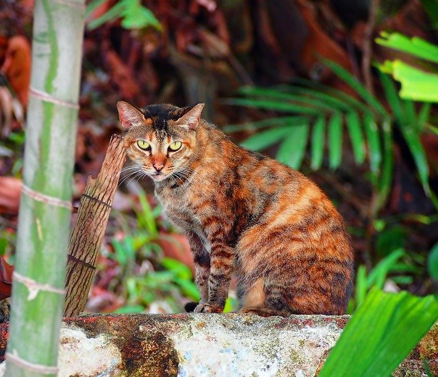 Free download watchful eyes wild cat outdoor free picture to be edited with GIMP free online image editor