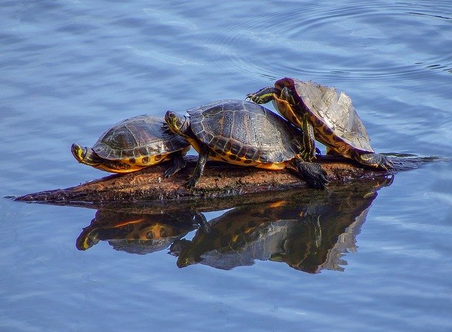 Free download Water Animals Lake -  free photo or picture to be edited with GIMP online image editor