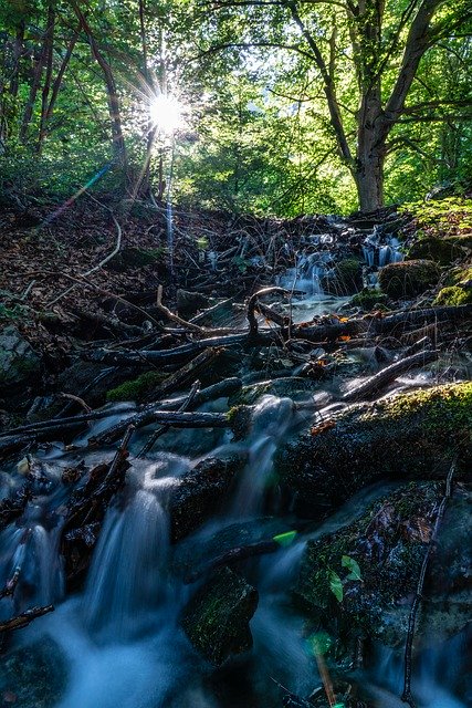 Muat turun percuma Water Bach Forest - foto atau gambar percuma untuk diedit dengan editor imej dalam talian GIMP