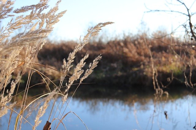 Free download Water Bank Grass -  free photo or picture to be edited with GIMP online image editor