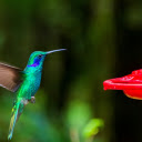 Water Bird  screen for extension Chrome web store in OffiDocs Chromium