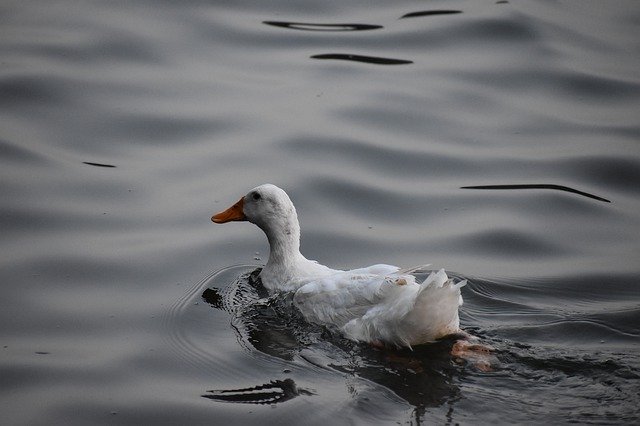 Plantilla de fotografía de pato pájaro acuático - para OffiDocs