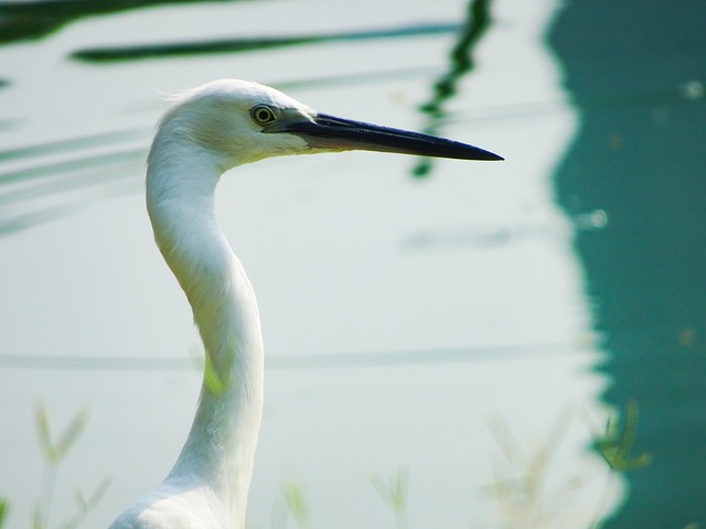 Free download water bird na nature animal lake free picture to be edited with GIMP free online image editor