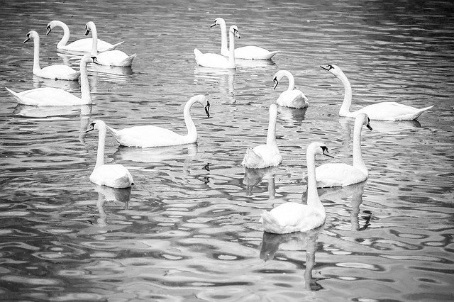 Free download Water Birds Bird -  free photo or picture to be edited with GIMP online image editor