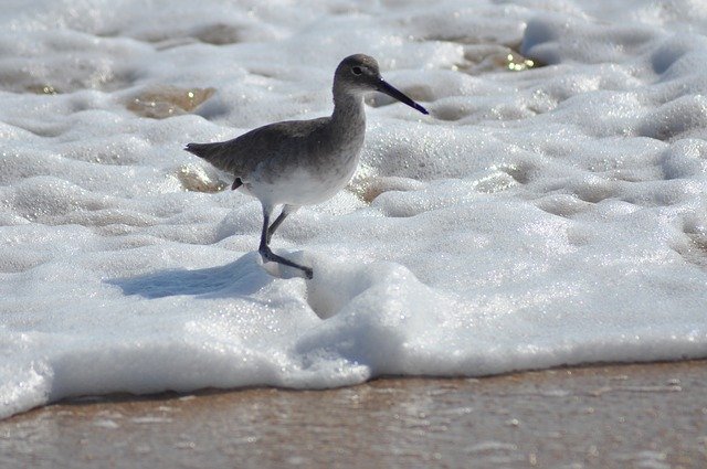Free download Water Bird Sea -  free photo or picture to be edited with GIMP online image editor