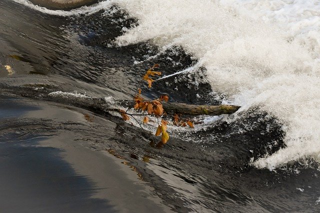 Template Photo Water Branch Nature -  for OffiDocs