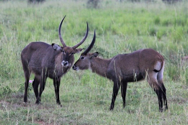 Unduh gratis Waterbuck Uganda Murchison - foto atau gambar gratis untuk diedit dengan editor gambar online GIMP