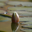 Water Buds  screen for extension Chrome web store in OffiDocs Chromium Water Buds  screen for extension Chrome web store in OffiDocs Chromium