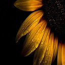 Water Dew on Sunflower Theme  screen for extension Chrome web store in OffiDocs Chromium