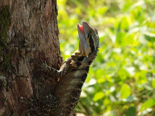 Скачать бесплатно Water Dragon Australia Lizard - бесплатное фото или изображение для редактирования с помощью онлайн-редактора изображений GIMP