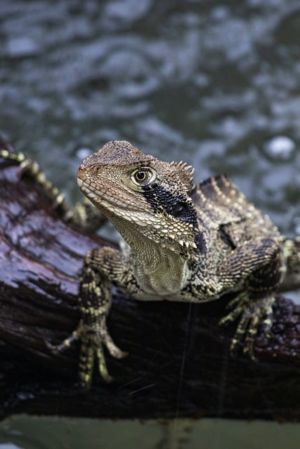 Free download water dragon eastern water dragon free picture to be edited with GIMP free online image editor