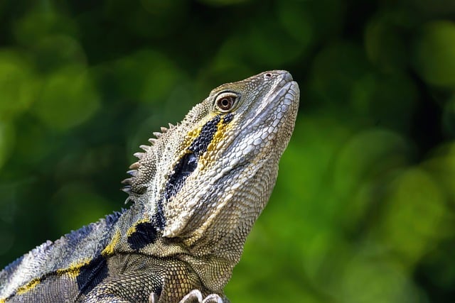 Free download water dragon lizard reptile free picture to be edited with GIMP free online image editor