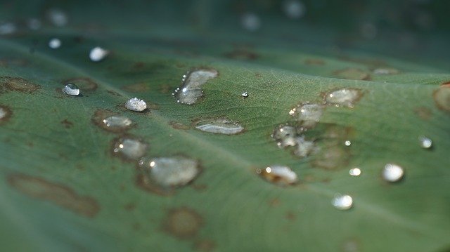 Descarga gratuita Water Drop Leaf: foto o imagen gratuita para editar con el editor de imágenes en línea GIMP