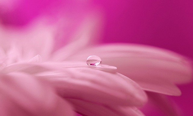 Free download water drop nature rain flower drip free picture to be edited with GIMP free online image editor