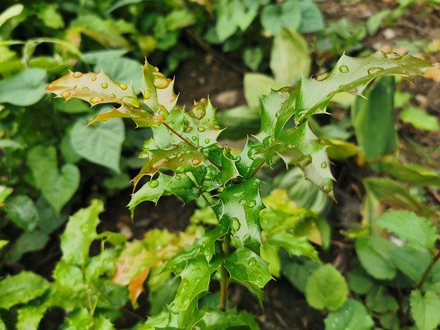 Téléchargement gratuit de Gouttes d'Eau Herbe - photo ou image gratuite à modifier avec l'éditeur d'images en ligne GIMP