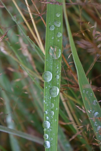 Free download Waterdrops Grass Water -  free photo or picture to be edited with GIMP online image editor