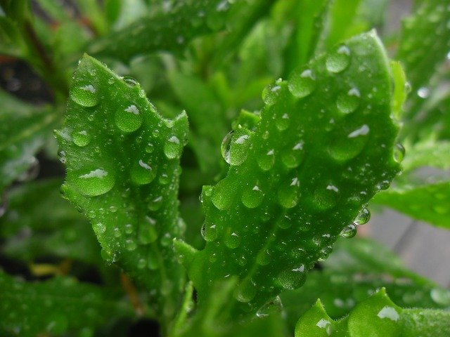 Free download Water Drops Nature Rain -  free photo or picture to be edited with GIMP online image editor