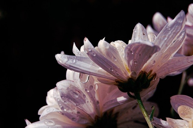 Template Photo Water Drops On Flower Pink White -  for OffiDocs