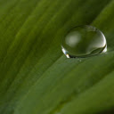Water drops on leaf surface  screen for extension Chrome web store in OffiDocs Chromium