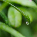 Water drops on leaves  screen for extension Chrome web store in OffiDocs Chromium