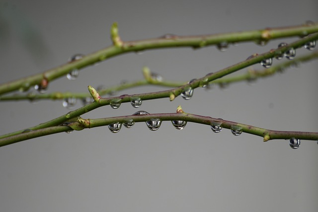 Free download water drops rain drops dew drops free picture to be edited with GIMP free online image editor