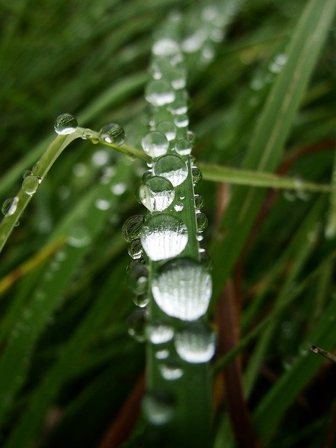 Free download Water Drops Rain Wet Grass -  free photo or picture to be edited with GIMP online image editor