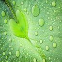 Water Drops Theme  screen for extension Chrome web store in OffiDocs Chromium