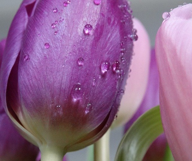 Gratis download Water Drops Tulip Flower - gratis foto of afbeelding om te bewerken met GIMP online afbeeldingseditor