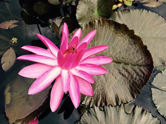 Free download Water Flower Rose Aquatic -  free photo or picture to be edited with GIMP online image editor