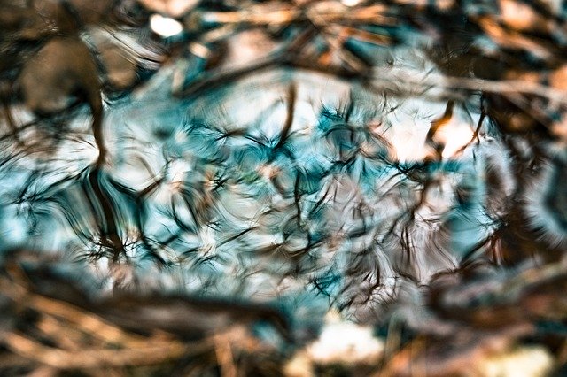 تنزيل Water Forest Reflections - صورة مجانية أو صورة مجانية ليتم تحريرها باستخدام محرر الصور عبر الإنترنت GIMP