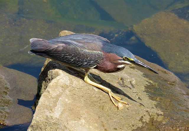 Free download Waterfowl Fisher Bird -  free photo or picture to be edited with GIMP online image editor