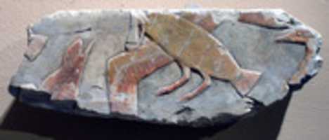 Free download Waterfowl in a Clapnet free photo or picture to be edited with GIMP online image editor