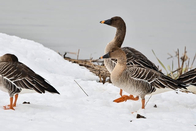 Free download waterfowls bean geese winter snow free picture to be edited with GIMP free online image editor